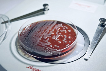 Лаборатория преодоления микробной резистентности